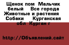 Щенок пом. Мальчик белый  - Все города Животные и растения » Собаки   . Курганская обл.,Курган г.